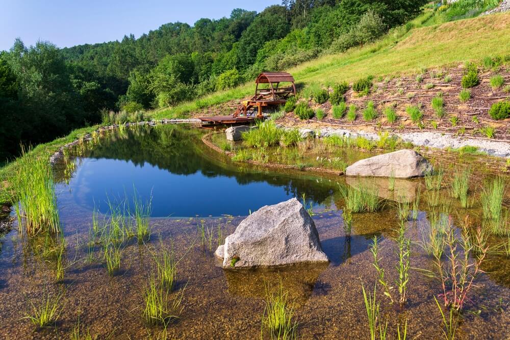 Natural swimming pond with clear water, surrounded by tall grasses and lush green plants, reflecting sky and foliage.