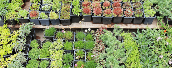 Native plant nursery in Southern Oregon featuring drought-tolerant species used in sustainable landscape designs.
