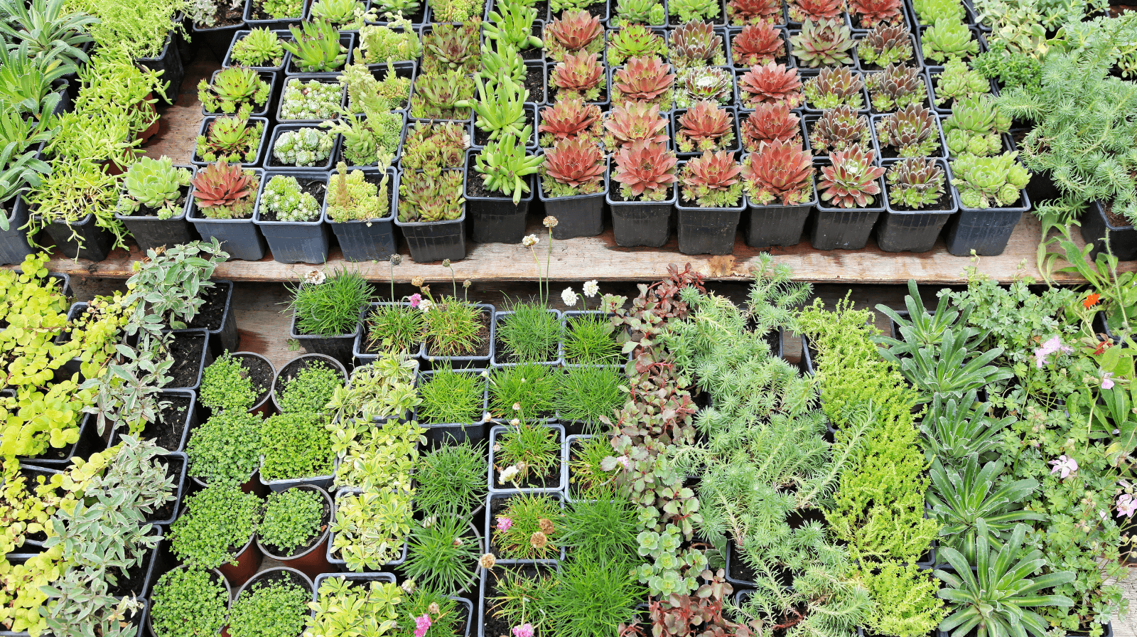 5 Native Southern Oregon Plants Perfect for Your Xeriscaping Project