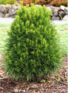 Southern Oregon Native Plant - Dwarf Scotch Pine (Pinus sylvestris ‘Nana’)