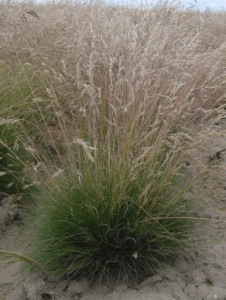 Southern Oregon Native Plant - Idaho Fescue (Festuca idahoensis)