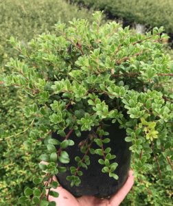 Southern Oregon Native Plant - Kinnikinnick (Arctostaphylos uva-ursi)