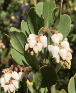 Southern Oregon Native Plant - Manzanita (Arctostaphylos spp.)png