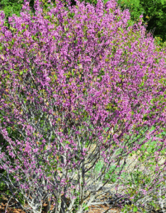 Southern Oregon Native Plant - Western Redbud (Cercis occidentalis)
