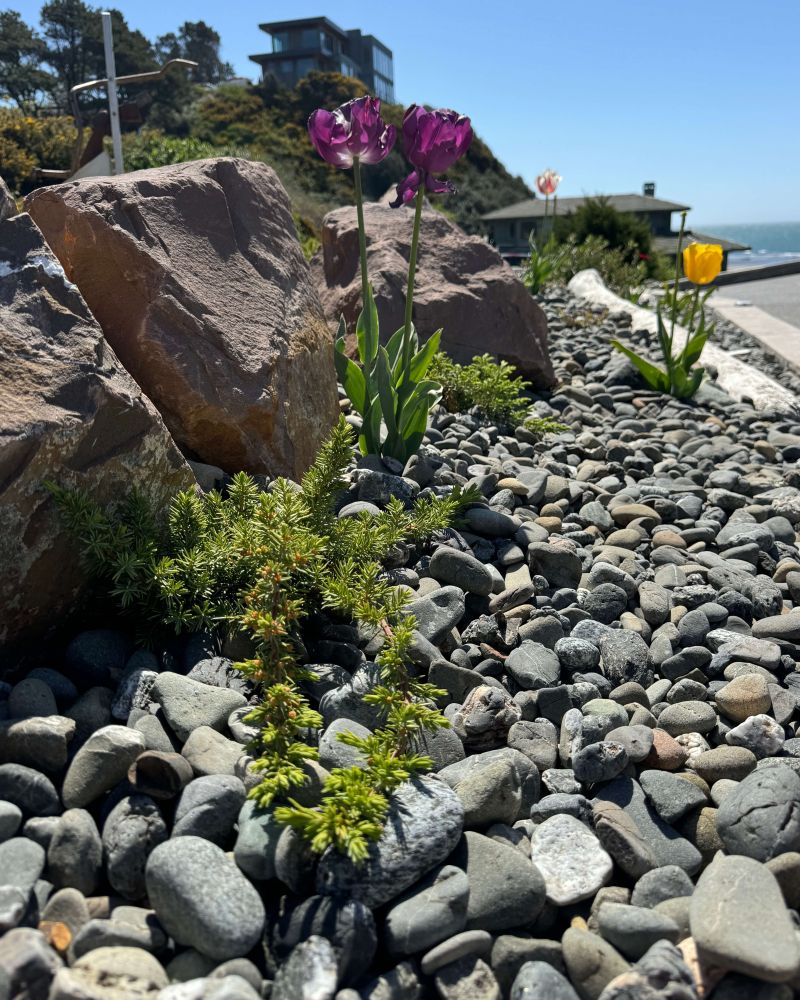 Xeriscaping and Lawn Conversion Company