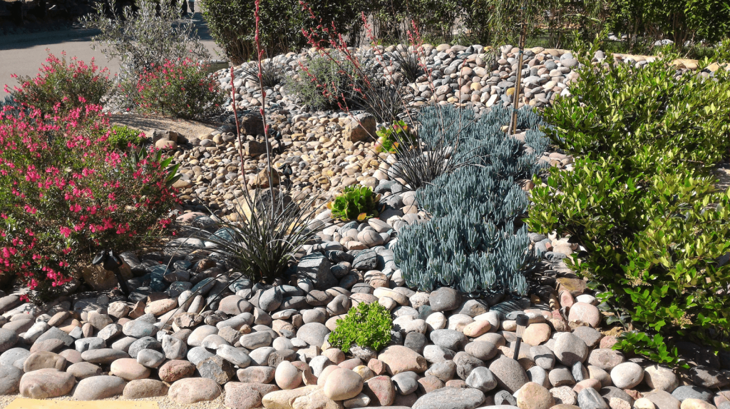 Xeriscaping plantings that Significantly Reduces Water Bills