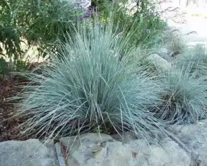 Blue oat grass Plants for Coastal Landscaping