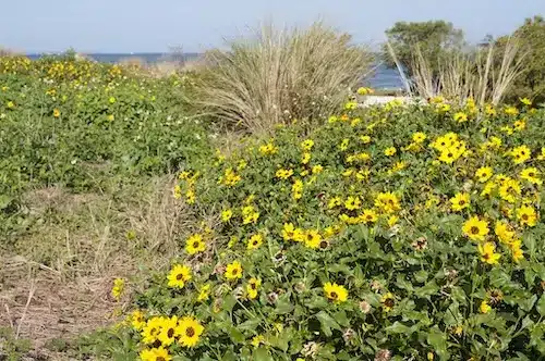 Plants for Coastal Landscaping Coastal aster