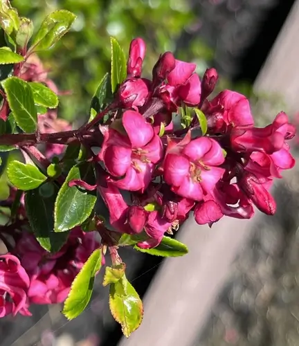 Escallonia - Plants for Coastal Landscaping