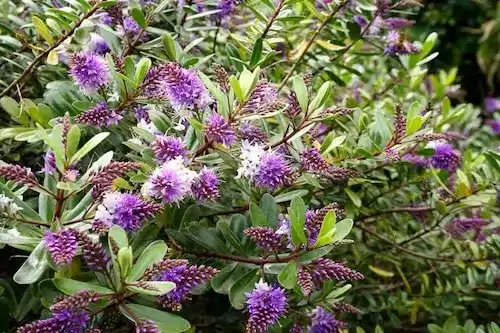 Hebe Plants for Coastal Landscaping