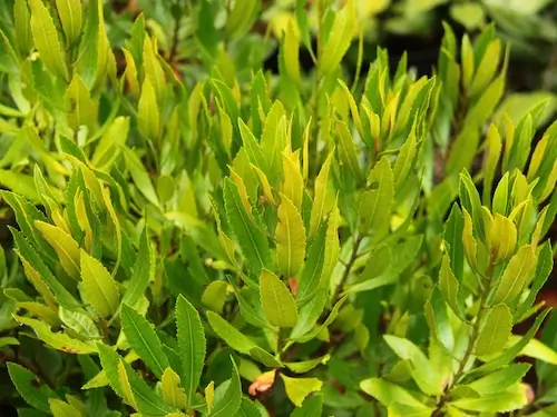 Myrica californica Plants for Coastal Landscaping