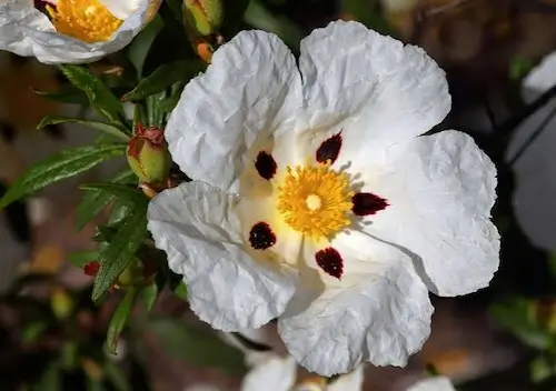Rockrose Plants for Coastal Landscaping