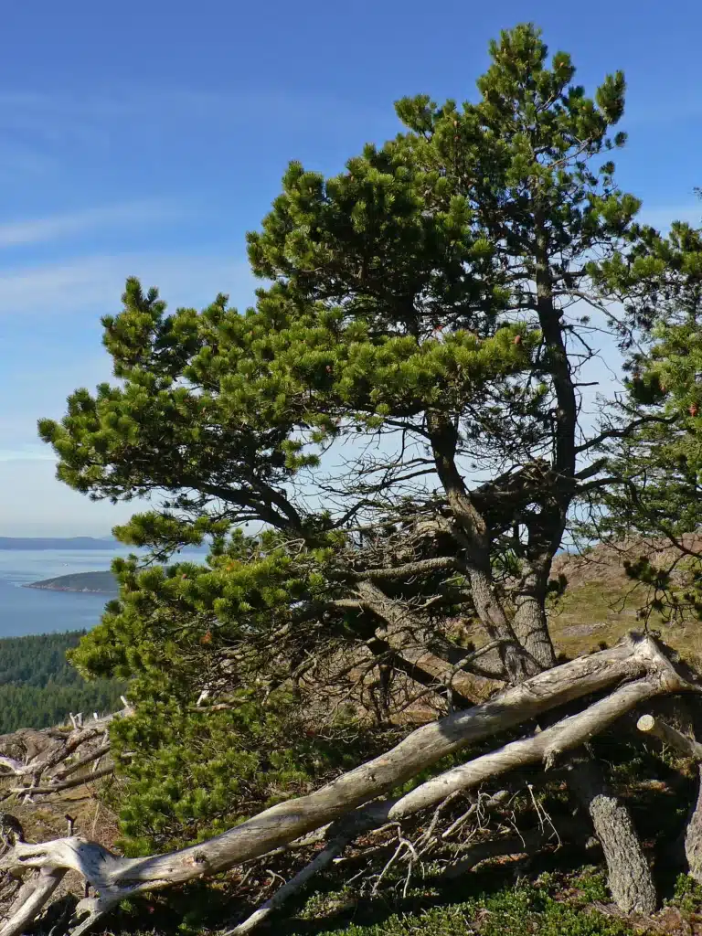 Plants for Coastal Landscaping Shore pine