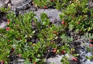 Plants for Coastal Landscaping kinnikinnick
