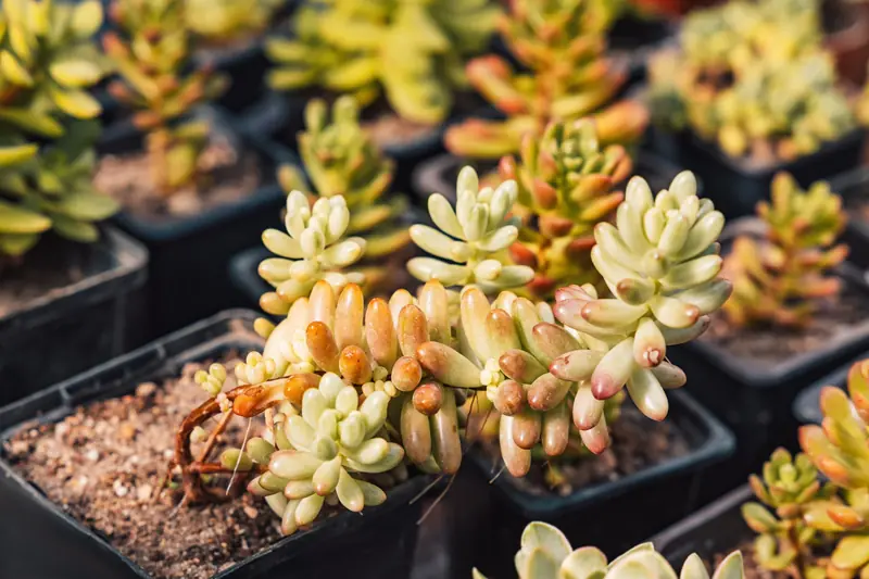 Drought-tolerant succulents used for water-wise landscape design in Southern Oregon